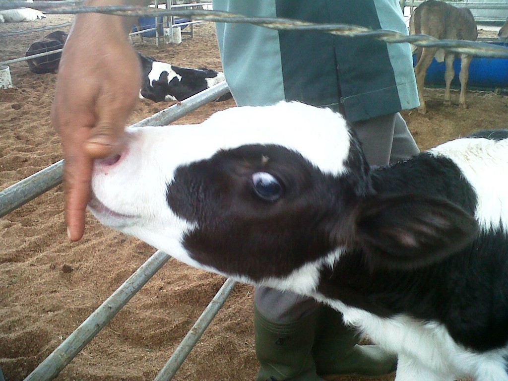 2 20130601-Calf Dairy