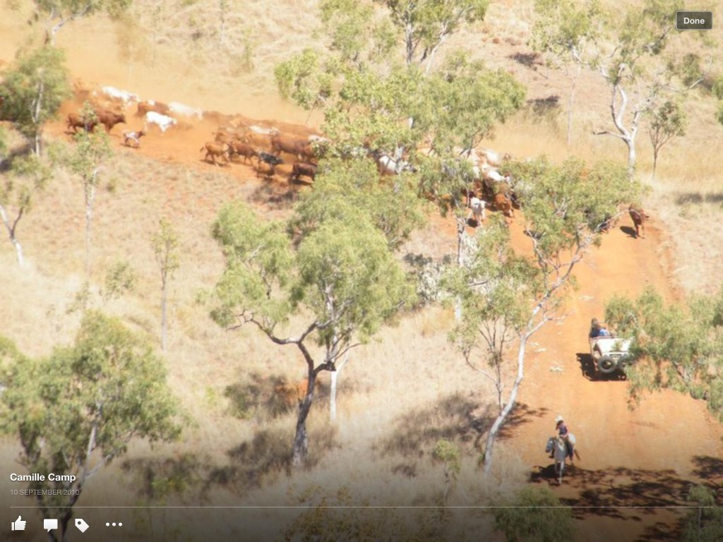 Mustering Charmley River with horses and the bullcatcher
