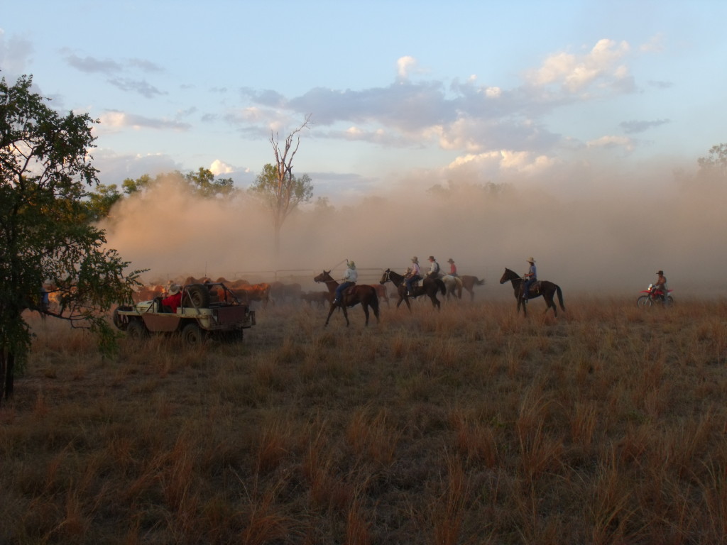 Mustering Charmley River with horses and the bullcatcher 2