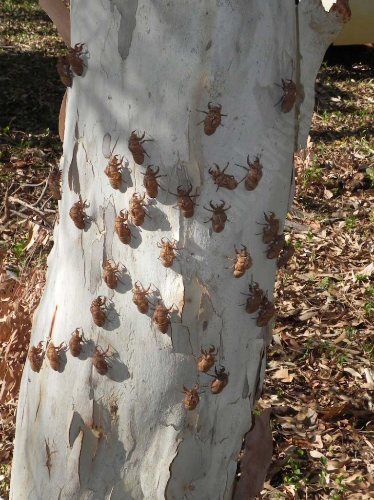 #5.2. Cicadas on a tree