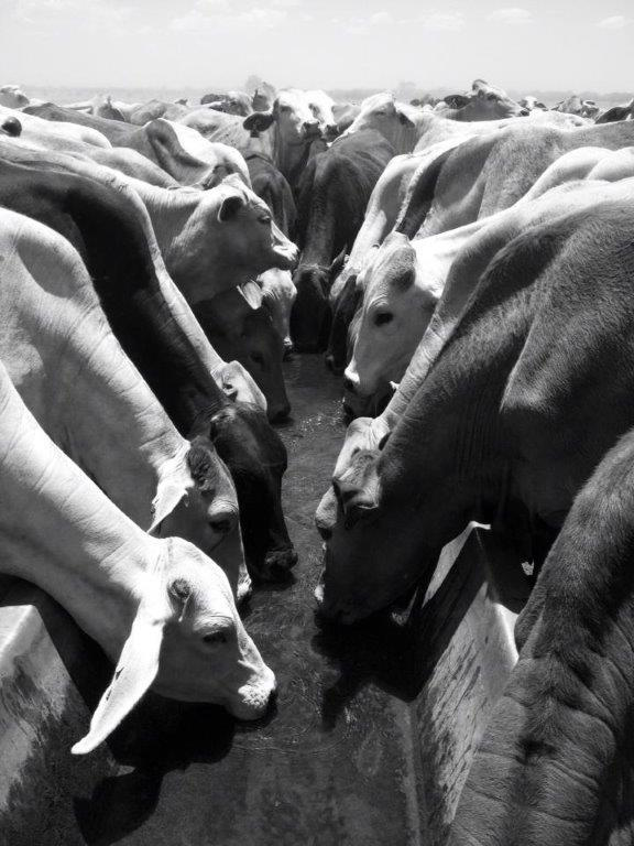 442Thirsty cattle all lined up for a drinl after a long walk 2