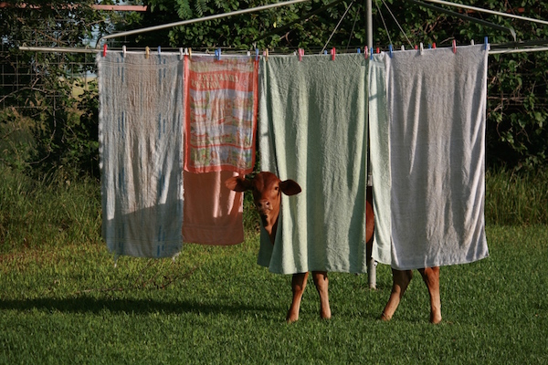 1.8 - Charlotte washing line