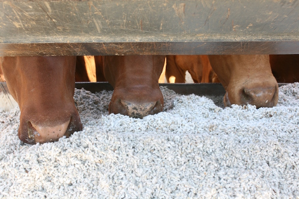 3.1 - Cottonseed in trough