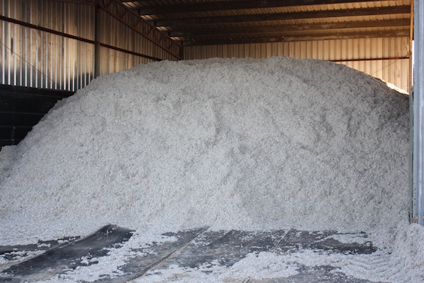 3.2 - Cottonseed in shed