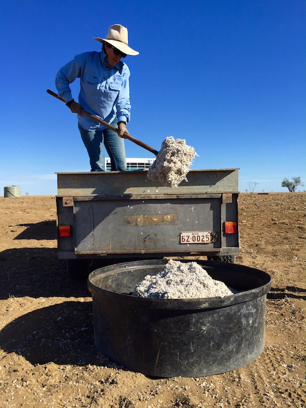 3.6 - Shovelling cottonseed