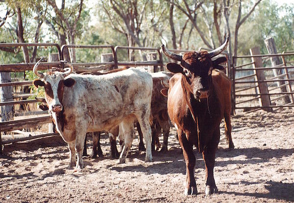 Photo 1. The 1976 pastoral industry was based on shorthorn cattle copy