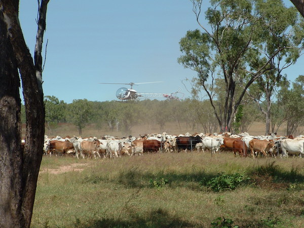 Photo 2. Mustering is now by helicopter copy