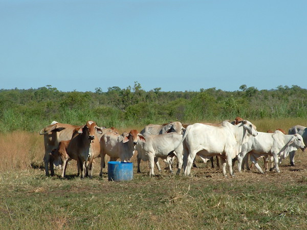 Photo 3. Supplementing Brahman cattle copy