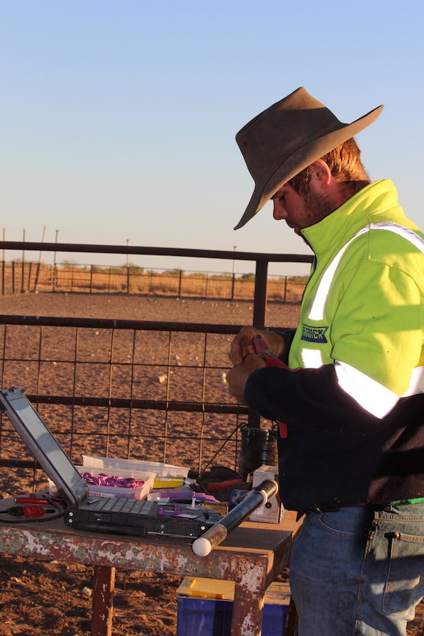 5. Mick Pocock working hard on our cattle ID system copy