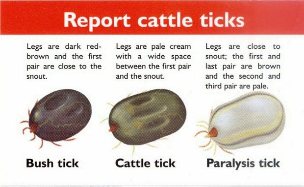 25-1596415-rural11bush-cattle-paralysis-tick-identification-card_t620