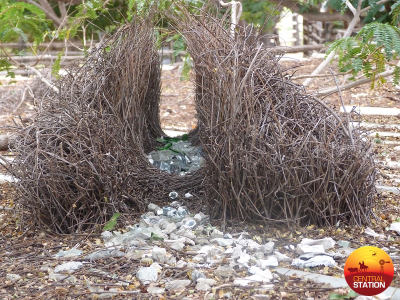 3-7-a-bower-birds-nest-with-his-collection-copy