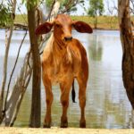 Weaner growing without Mum