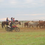 Bikes and Horses are both used in mustering and yarding up L-R Camille, Wave, Santiago, Jaime, Isaac