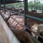 1-1 Feedlot weaners