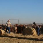 5.1 - Tom & George -Weaner yards at the Homestead copy