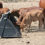 5.3 - Calves getting the last from the bucket