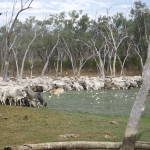 1.3 Pulling up for water on a muster day at Edwards Lake copy