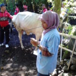 Injecting Vit.B to Cattle in East JAva copy