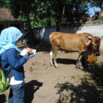 Recording, check Villagers cattle copy
