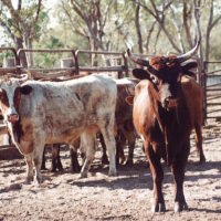 Photo 1. The 1976 pastoral industry was based on shorthorn cattle copy
