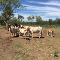 Photo 4. Selected Brahman cows and calves copy