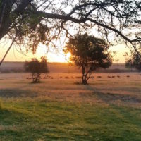 2.1 - Cattle in the sunset at Tamangunyah Farm copy