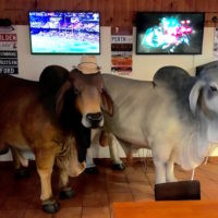 1.1 Welcome to cattle country copy
