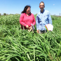 Blog 2.1 DAFWA's Geoff Moore and Carol Harris from NSW DPI with a new panic grass variety (Megamax 059) at Kilto Station copy