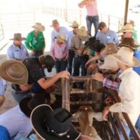 Participants of the Barkly Herd Management Forum keen to see the castration and dehorning best practice demonstration with vetrinarian Ian Braithwaite copy
