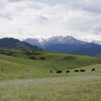 Cattle grazing in the mountains copy