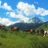 Wild horses graze beside my homestead copy