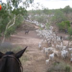 230-McArthur River Station, NT - Margie Daniell (2) copy