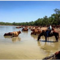 Cattle 6 - Stockgirl Tara copy