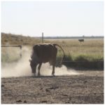 Cranky-cow