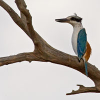 5.4 Red-backed Kingfisher - Kilcowera copy