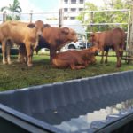 1.2 Our Droughtmaster weaner bulls awaiting the crowds