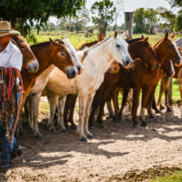 2.1 - Horses and Mules lining up in the morning