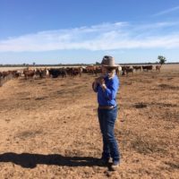 Blog 1 - Examining some calving cows being fully hand fed copy