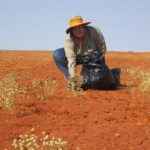 3.1 Marie Vitelli - Collecting Pimelea for research project copy