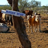 2.3 Cows and calves at Murderer’s Bore. copy