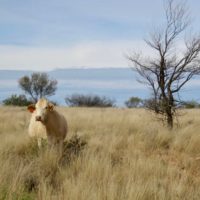 3.2 Cow in Graysons paddock. copy