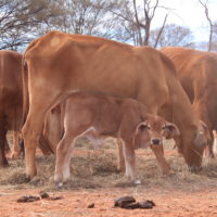 5.1 Some of the young cows and calves we sold copy