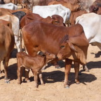 1.5 Maiden heifer with her calf after being ran into the coacher mob copy