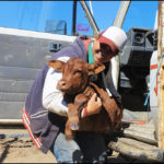 3.1 Myself unloading a calf from the Toyota, at “Latrobe”. He got tired of trying to keep up with the cows on the walk in to the yards, so we gave him a lift. copy