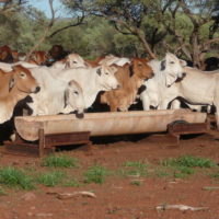 Brahman cattle at water trough and at feedlot feeding