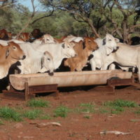 Brahman cattle at water trough and at feedlot feeding