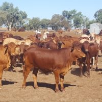 Finishing Pastoral Cattle copy