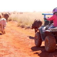 1.5 Ella bringing the tail of the mob along on the quad bike copy